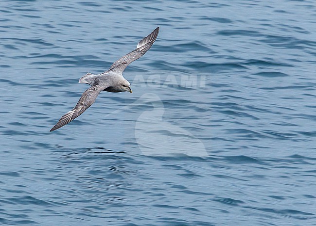 This bird was taken in the Hausgarden, Greenland Sea from the famous german ship - Polarstern. Powered by POLe & AWI. stock-image by Agami/Vincent Legrand,