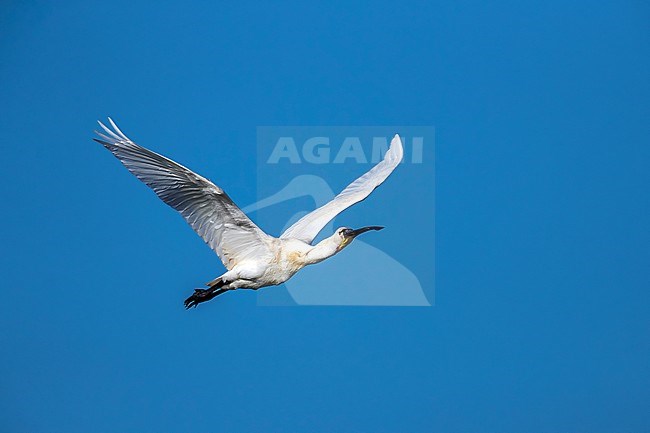 Adult Mauritanian Spoonbill flying over the Banc d'Arguin, Iwik, Mauritania. April 11, 2018. stock-image by Agami/Vincent Legrand,