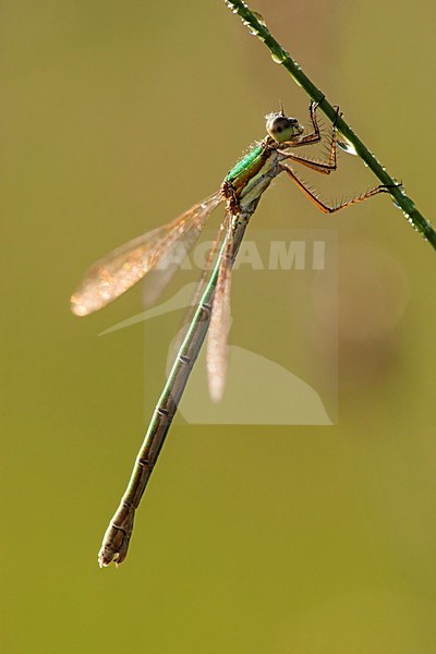 Vrouwtje Gewone pantserjuffer bedekt met waterdruppeltjes, Female Lestes sponsa covered with water drops stock-image by Agami/Wil Leurs,