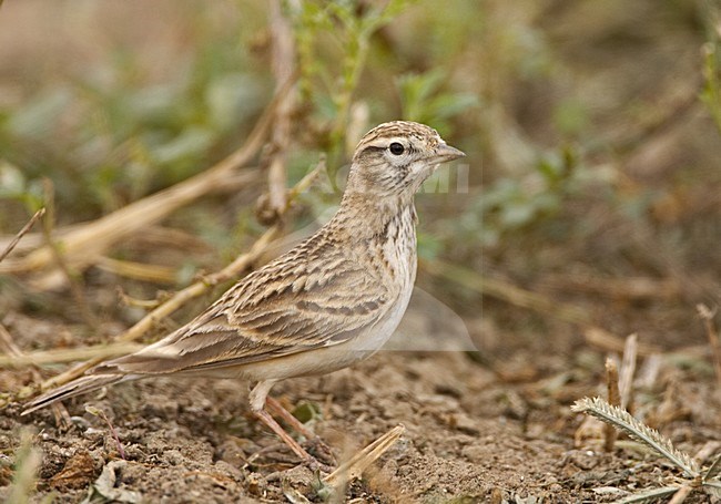 Short-toed Lark standing on the ground; Kortteenleeuwerik  staand op de grond stock-image by Agami/Jari Peltomäki,