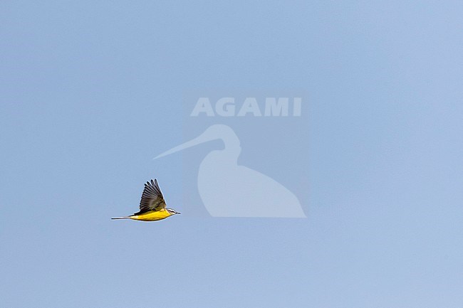 Adult Blue-headed Wagtail (Motacilla flava flava) migrating in early spring past migration hotspot Kamperhoek in the Flevopolder, Netherlands. stock-image by Agami/Marc Guyt,