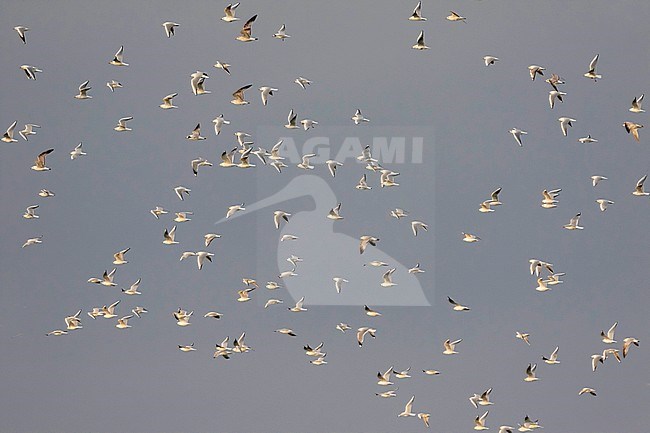 Black-headed Gull - Lachmöwe - Larus ridibundus, Germany, adult, winter plumage stock-image by Agami/Ralph Martin,