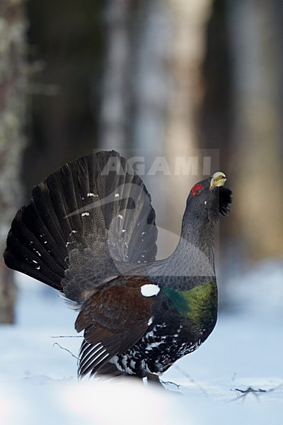 Baltsend mannetje Auerhoen, Displaying male Capercaillie stock-image by Agami/Markus Varesvuo,