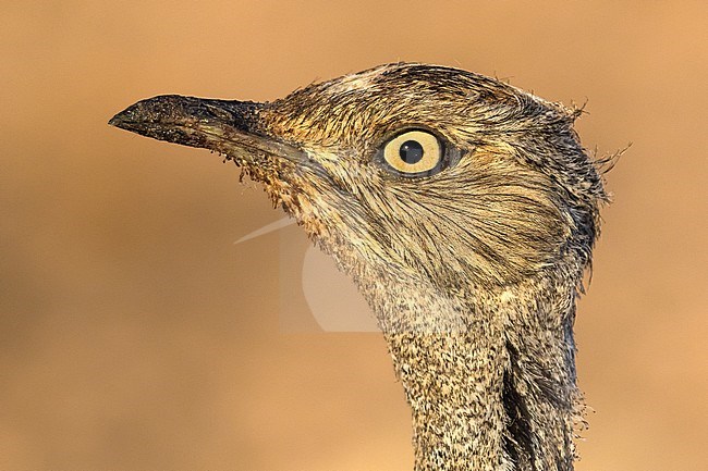 Houbara Bustard (Chlamydotis undulata fuertaventurae) on the Canary Island of Fuerteventura. This subspecies is highly restricted and endangered, with less then 500 birds left in the wild. stock-image by Agami/Daniele Occhiato,