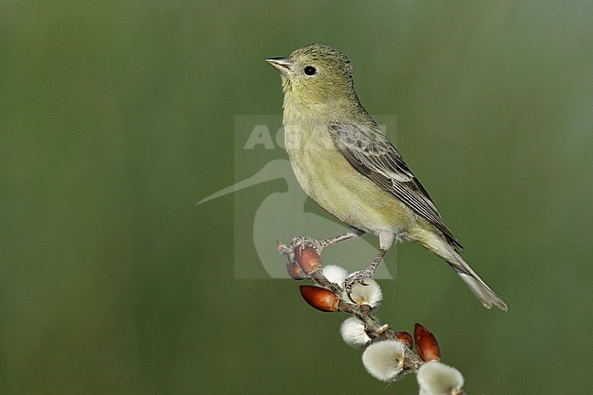 Adult female
Kern Co., CA
March 2005 stock-image by Agami/Brian E Small,