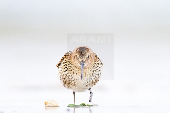 Bonte Strandloper, Dunlin, Calidris alpina juvenile foraging on beach stock-image by Agami/Menno van Duijn,