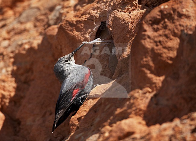 Rotskruiper foeragerend tegen rotswand; Wallcreeper foraging against cliff stock-image by Agami/Markus Varesvuo,