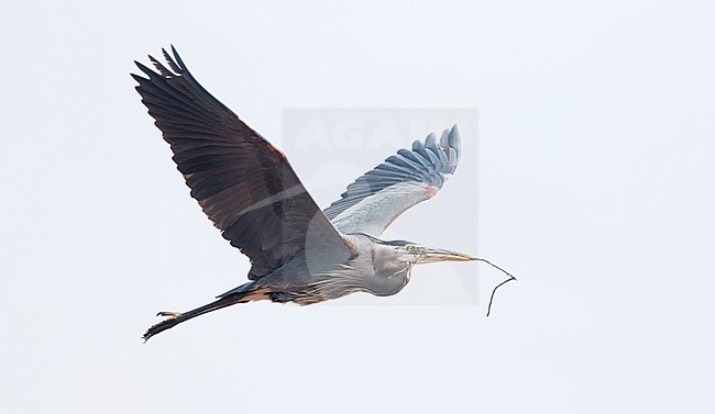 Adult Great Blue Heron (Ardea herodias herodias) in flight against a grey sky as background in California, USA. stock-image by Agami/Brian Sullivan,