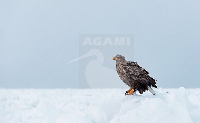 Zeearend volwassen zittend in de sneeuw; White-tailed Eagle adult perched in the snow stock-image by Agami/Markus Varesvuo,