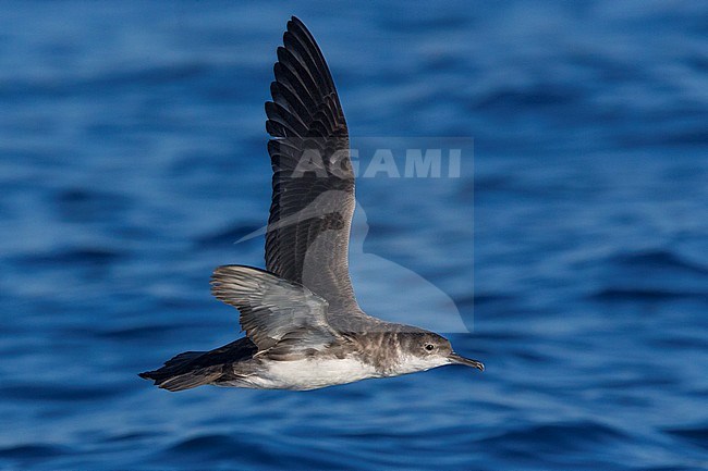 Yelkouan Shearwater (Puffinus yelkouan), side view of an adult in flight in Italy stock-image by Agami/Saverio Gatto,