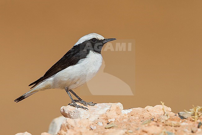 Maghreb Wheatear - Berbersteinschmätzer - Oenanthe halophila, Morocco, adult male stock-image by Agami/Ralph Martin,