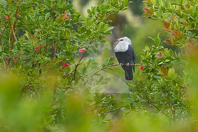 Comoros blue pigeon (Alectroenas sganzini) on Grand Comoro Island, an island in the Indian Ocean off the coast of Africa stock-image by Agami/Dubi Shapiro,