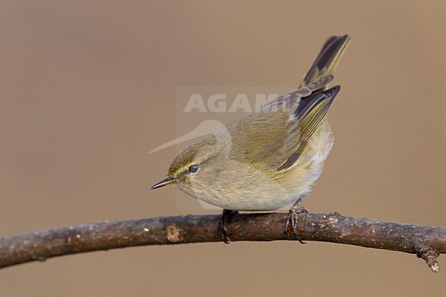 LuÃ¬ piccolo; Common Chiffchaff; Phylloscopus collybita stock-image by Agami/Daniele Occhiato,