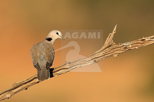 Kaapse tortelduif; Cape Turtle Dove; stock-image by Agami/Walter Soestbergen,