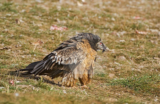 Bearded Vulture perched, Lammergier zittend stock-image by Agami/Alain Ghignone,