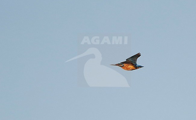 Common Kingfisher (Alcedo atthis) at Nivå in Denmark. Flying rapidly past, like a blue flash. stock-image by Agami/Helge Sorensen,