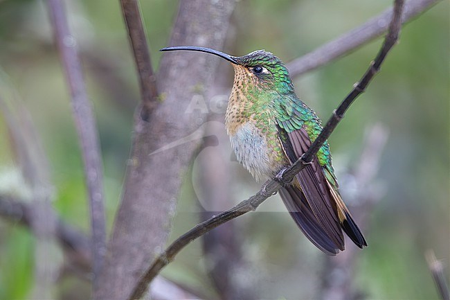 A female Mountain Velvetbreast (Lafresnaya lafresnayi) at PNN Los Nevados, Colombia. stock-image by Agami/Tom Friedel,