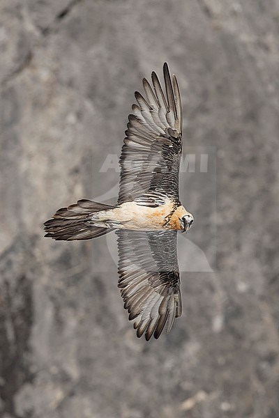 Adult  Bearded Vulture (Gypaetus barbatus) flying in front of brouwnish clifs in the swiss alps. stock-image by Agami/Marcel Burkhardt,