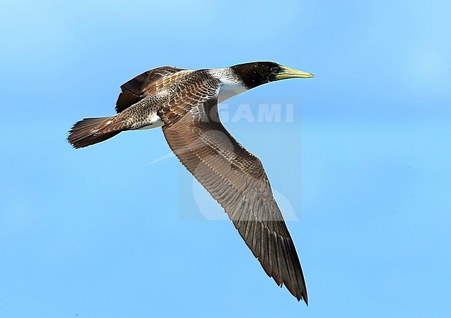 Immaturey Masked Booby, Sula dactylatra, at Tekokota - Tuamotu archipelago - French Polynesia. stock-image by Agami/Aurélien Audevard,