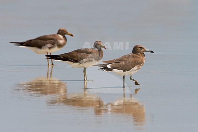 Hemprichs Meeuw; Sooty Gull stock-image by Agami/Daniele Occhiato,