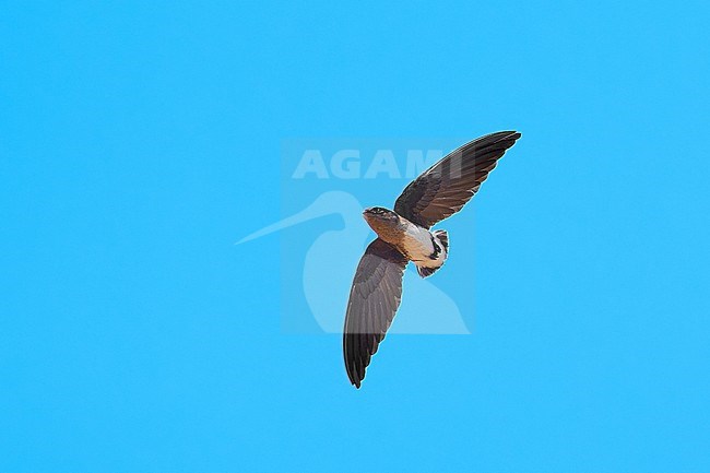 Böhm's Spinetail (Neafrapus boehmi) (aka Bat-like Spinetail) flying against a blue sky as a background, Zimbabwe stock-image by Agami/Tomas Grim,