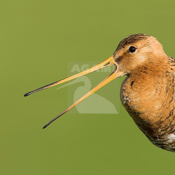 Calling male Black-tailed Godwit, Limosa limosa, from up close on Terscherlling, Netherlands. stock-image by Agami/Arie Ouwerkerk,