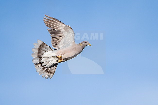 Adult
Santa Barbara Co., CA
November 2022 stock-image by Agami/Brian E Small,