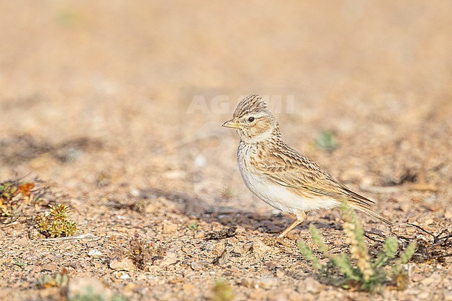 Lesser Short-toed Lark (Alaudala rufescens) sitting on the ground, against a yellow orange background, in the desert, in Canarias, Spain. stock-image by Agami/Sylvain Reyt,