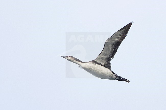 Pacific Loon (Gavia pacifica) in flight with sky as background. stock-image by Agami/Brian Sullivan,