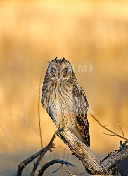 Short-eared Owl perched; Velduil zittend stock-image by Agami/Markus Varesvuo,