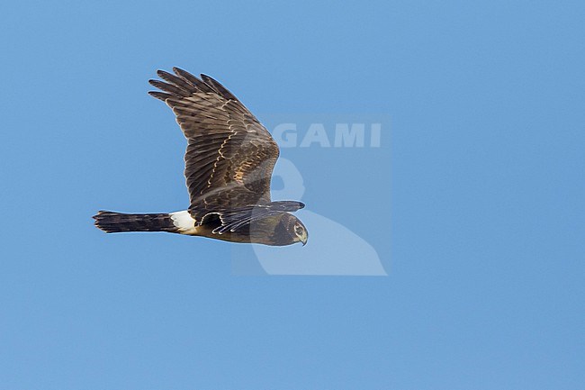 Immature Northern Harrier (Circus hudsonius) in flight during autumn in Texas, USA. stock-image by Agami/Brian E Small,