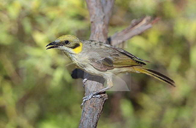 Grey-fronted Honeyeater (Ptilotula plumula) at Lake Moondarra - Mount Isa - Queensland - Australia stock-image by Agami/Aurélien Audevard,