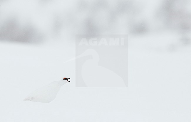 Mannetje Alpensneeuwhoen roepend in de sneeuw, Male Rock Ptarmigan calling in the snow stock-image by Agami/Markus Varesvuo,