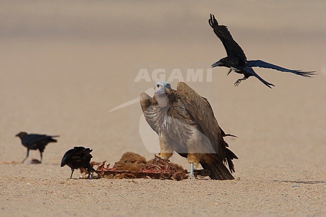 Volwassen Oorgier etend van kadaver; Adult Lappet-faced Vulture eating from dead animal stock-image by Agami/Daniele Occhiato,