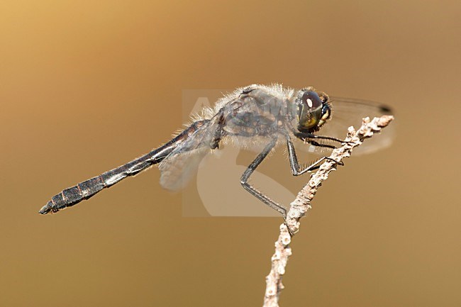 Mannetje Zwarte heidelibel, Male Sympetrum danae stock-image by Agami/Wil Leurs,