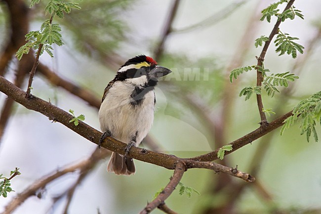 Kaapse Baardvogel adult Namibie, Acacia Pied Barbet adult Namibia stock-image by Agami/Wil Leurs,