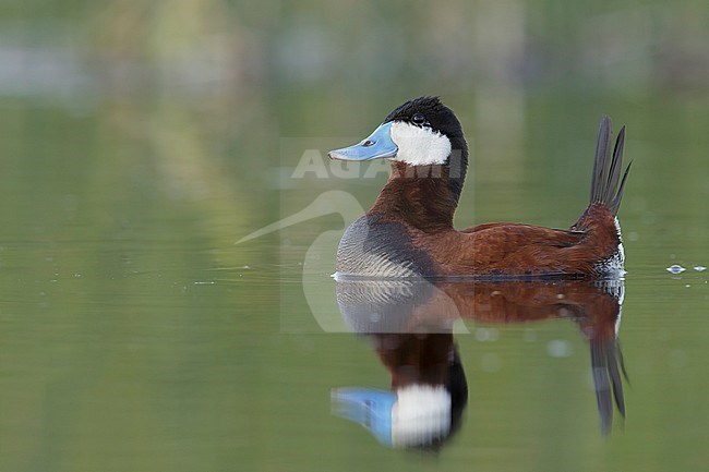 Adult male breeding Ruddy Duck, Oxyura jamaicensis
Kamloops, British Columbia
June 2015 stock-image by Agami/Brian E Small,