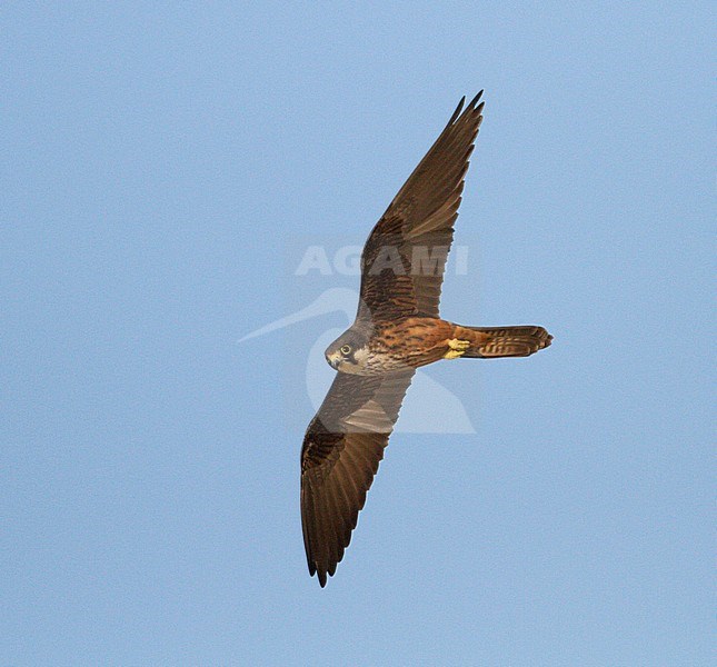 Eleonora's Falcon - Eleonorenfalke - Falco eleonorae, Cyprus stock-image by Agami/Ralph Martin,