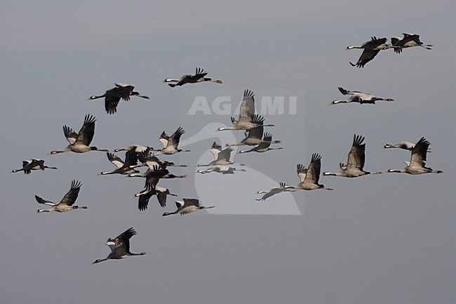 Kraanvogel groep vliegend; Common Crane group flying stock-image by Agami/Jacques van der Neut,