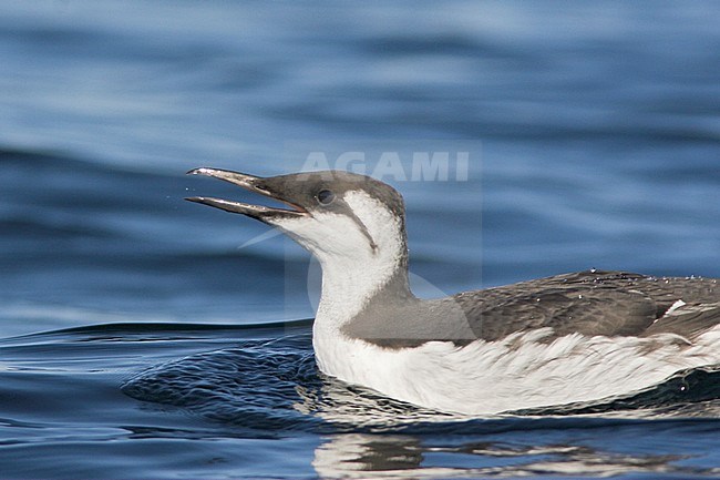 Common Murre (Uria aalge) swimming on the ocean near Victoria, BC, Canada. stock-image by Agami/Glenn Bartley,