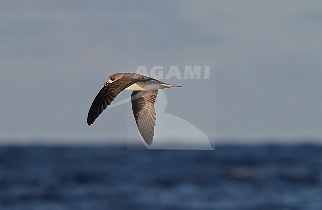 Freira in vlucht, Zino\'s Petrel in flight stock-image by Agami/Markus Varesvuo,