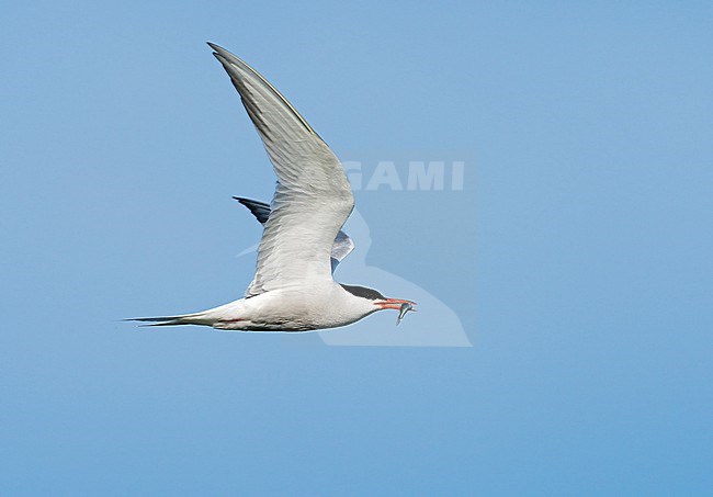 Common Tern (Sterna hirundo) flying, migrating with fish in its bill in blue sky stock-image by Agami/Ran Schols,