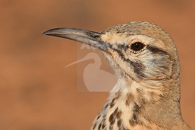 Greater Hoopoe-Lark (Alaemon alaudipes) at Merzouga, Morocco stock-image by Agami/Eduard Sangster,