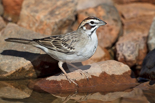 Adult
Pima Co., AZ
April 2011 stock-image by Agami/Brian E Small,