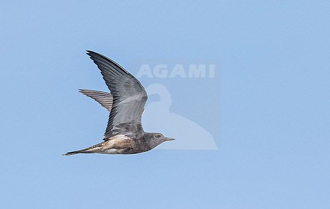 Sooty Tern, Onychoprion fuscatus, in French Polynesia. Juvenile in flight. stock-image by Agami/Pete Morris,