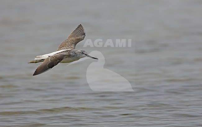 Groenpootruiter in de vlucht; Greenshank in flight stock-image by Agami/Markus Varesvuo,