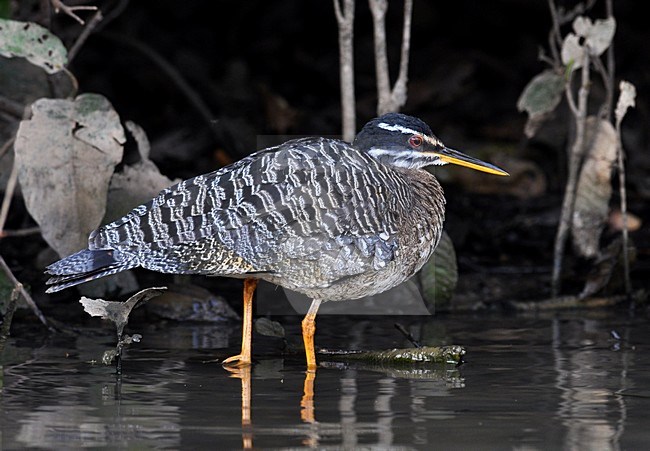  stock-image by Agami/Laurens Steijn,