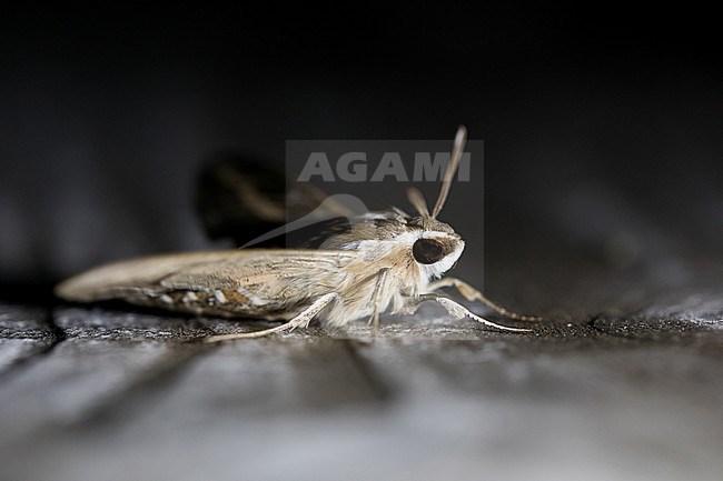 Hyles livornica - Striped hawk moth - Linienschwärmer, France (Croatia), imago stock-image by Agami/Ralph Martin,