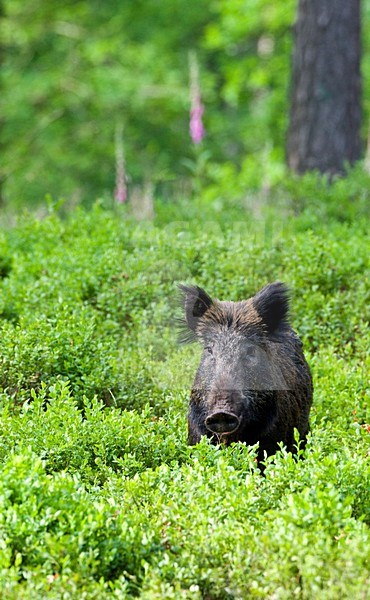 Wild zwijn staand in struikgewas; Wild boar standing in bushes stock-image by Agami/Roy de Haas,