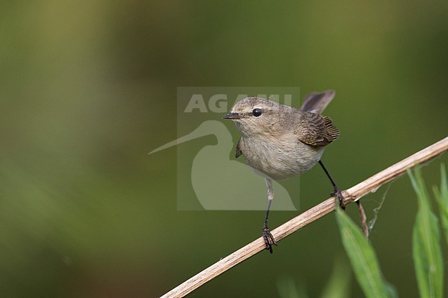 Siberian Chiffchaff - Taigazilpzalp - Phylloscopus tristis, Russia (Ural) stock-image by Agami/Ralph Martin,